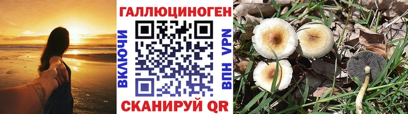 наркошоп  Разумное  Псилоцибиновые грибы Psilocybe 